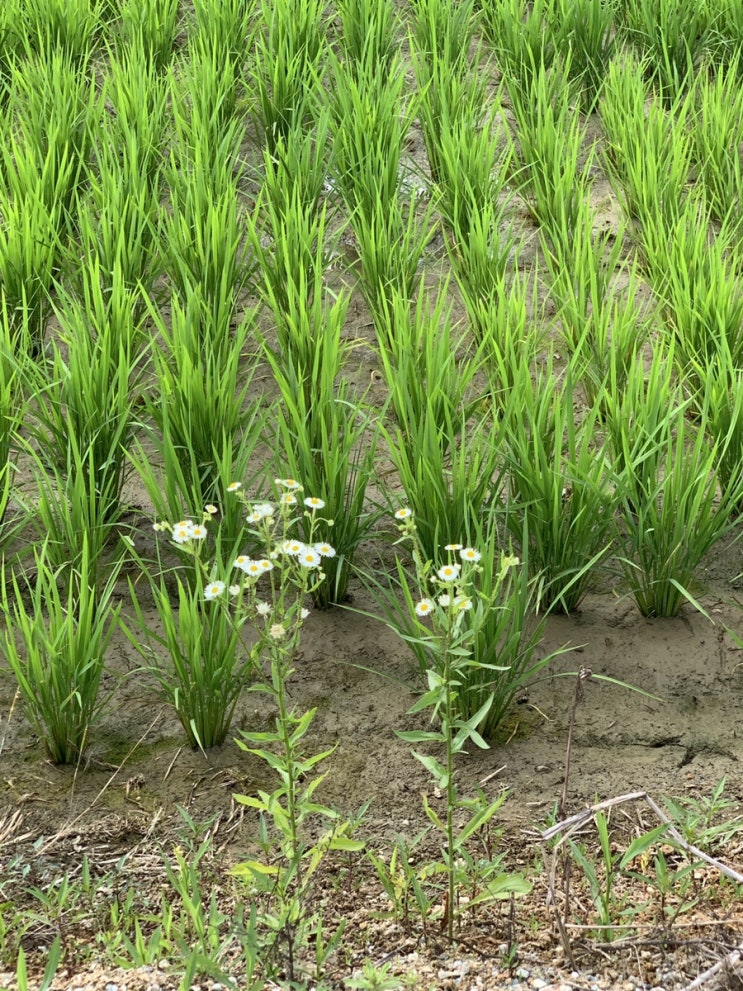  6.4 산책 完