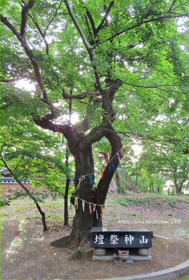  경산자인계정숲 탐방 5-산신제단