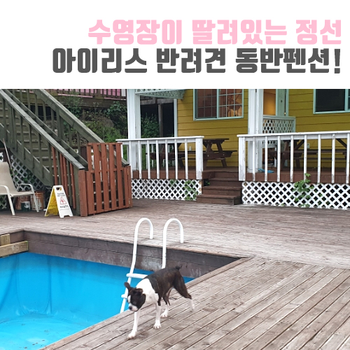  [유기견입양/보보일기] 강원도여행 정선 아이리스 반려견동반 애견펜션 후기!