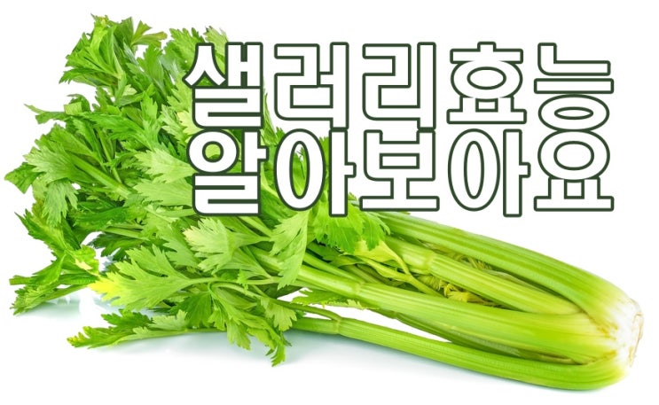  샐러리 효능 쌉쌀한 맛에 숨겨진 마법!