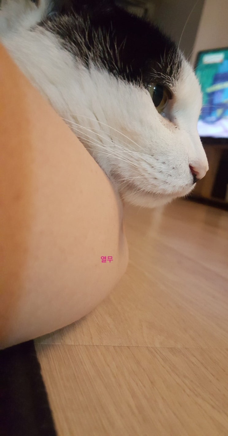  품에 안긴 묘르신