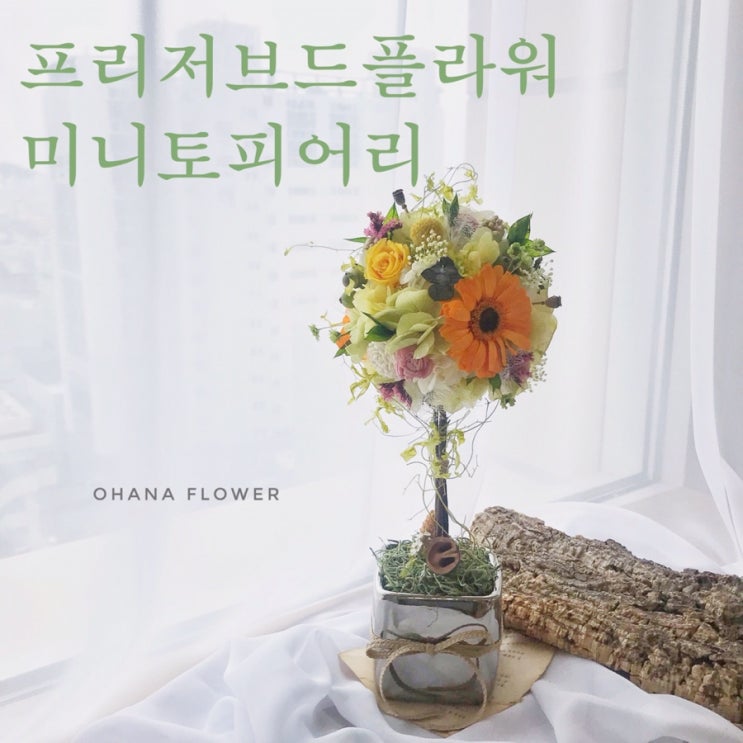  [부산프리저브드플라워] 동글동글 내츄럴 플라워토피어리 / 부산 수영 광안 프리저브드플라워전문 스튜디오 오하나플라워