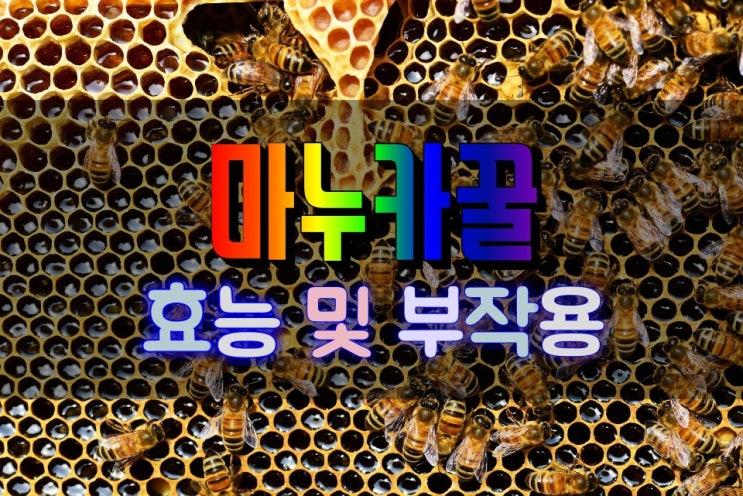  항균작용이 뛰어난 마누카꿀 효능 및 부작용 확인하기