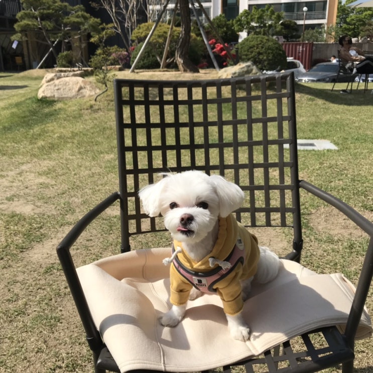  [반려동물 등록] 소중한 반려동물에게도 등록이 필요 합니다!!!