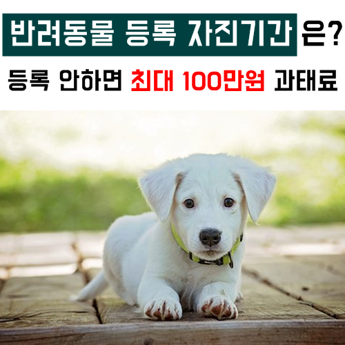  반려동물 등록 자진기간은? 등록 안하면 최대 100만원 과태료 부과