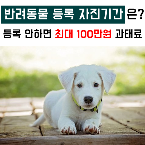 반려동물 등록 자진기간은? 등록 안하면 최대 100만원 과태료 부과