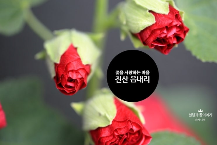  진산읍 읍내리 시골밥상에 들린 유명 개그맨, 진산중 총동창회 열리던 날