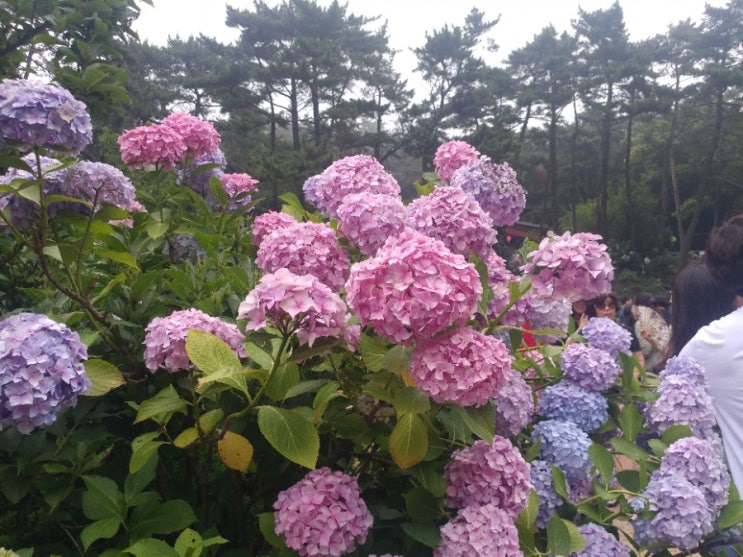  태종대/수국축제