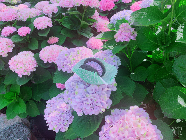  제주도 초콜릿 기념품 챙기세요!