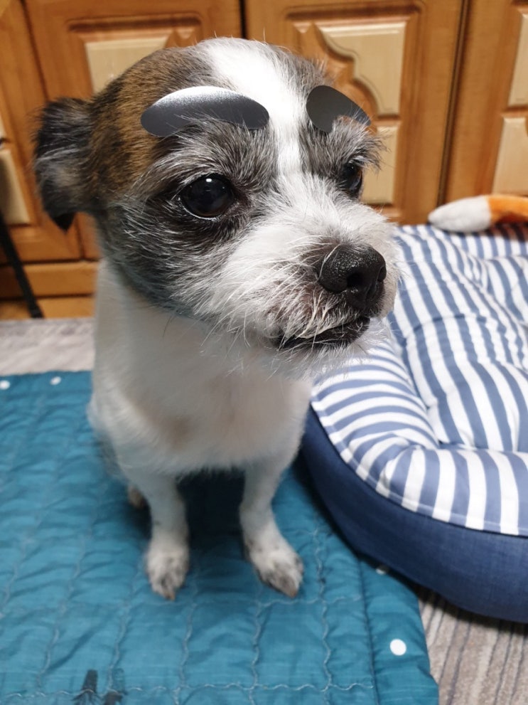  우리용이 그랜드 부다개스트) 유기견 사지마세요, 입양하세요.