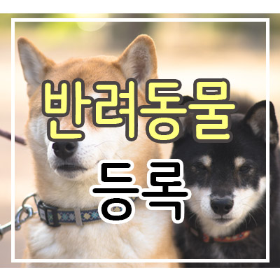  반려견 미등록 시 과태료 최대 100만 원!?