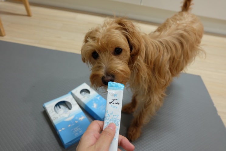  루피 간식 :: 강아지 츄르 마이베프 도그퓨레 기호성 최고!