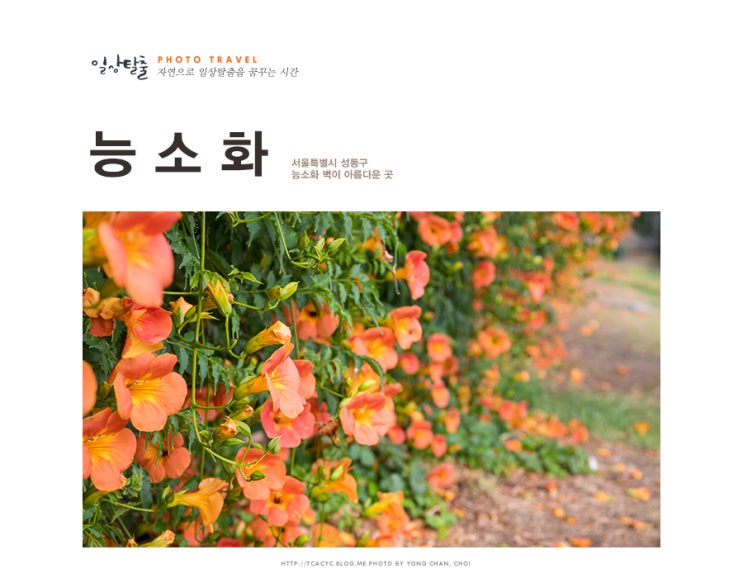 7월 서울 가볼만한곳 능소화가 가득한 뚝섬 한강공원