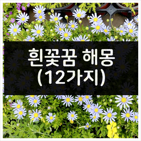  흰꽃꿈 12가지 - 새하얀 꽃이 나오는 해몽 정리