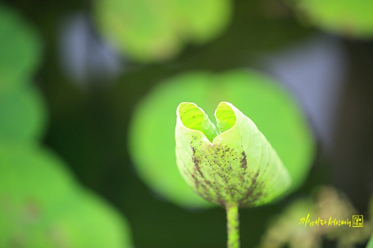  경안천 습지생태공원 수변 산책로따라 여유롭게~