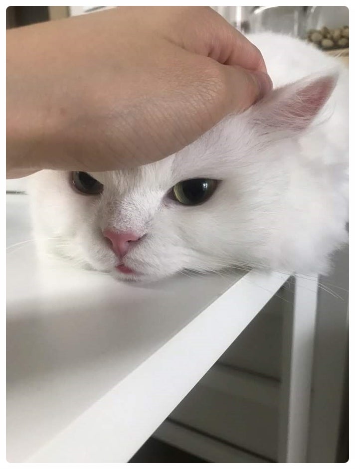 용인 개와 고양이 장례식장 장례식장 화장 안전한 이별