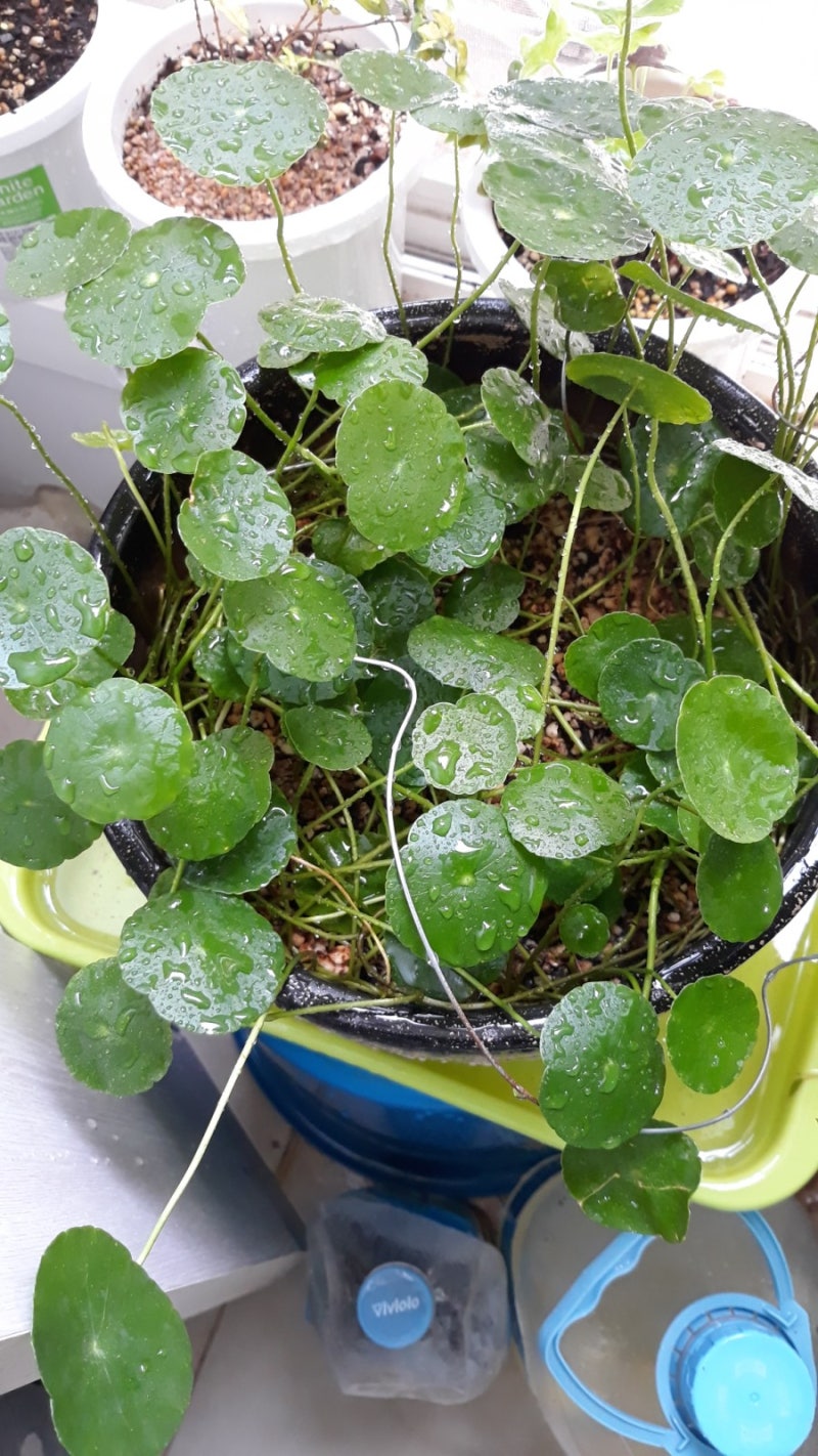 워터코인 : 네이버 블로그