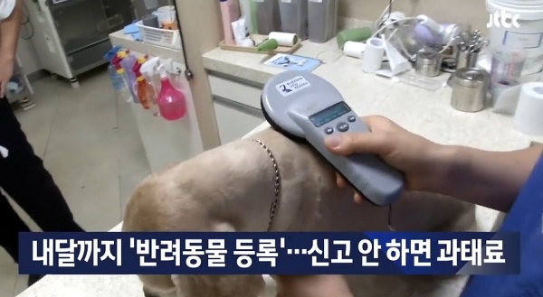 반려동물 등록 시작, 자신신고하면 과태료 면제…내장칩 싫다면?