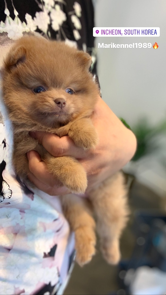  인천강아지분양 청라/부평초코포메라니안분양정보_!!!