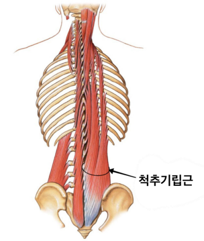  굽은 등에 좋은 필라테스  - SLOW SWAN