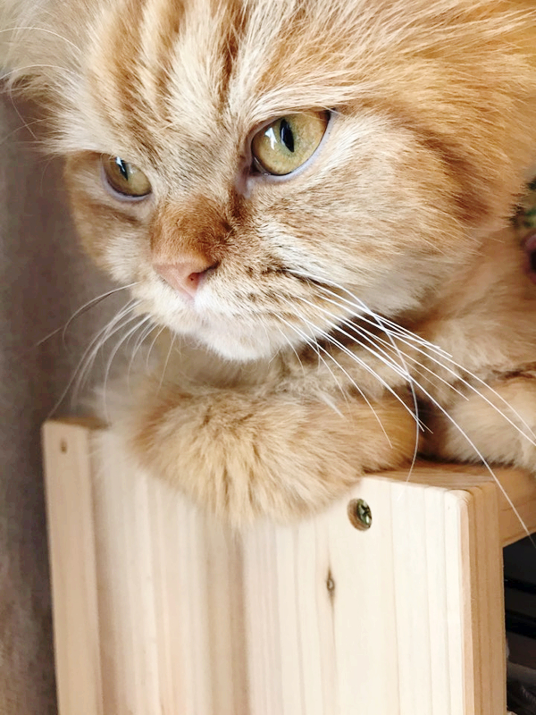  나는 있어, 고양이: 나의 두 번째 mon petit chat '영웅'