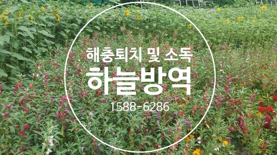  여름철 대형바퀴벌레 퇴치와 소독 방법은 어떻게??