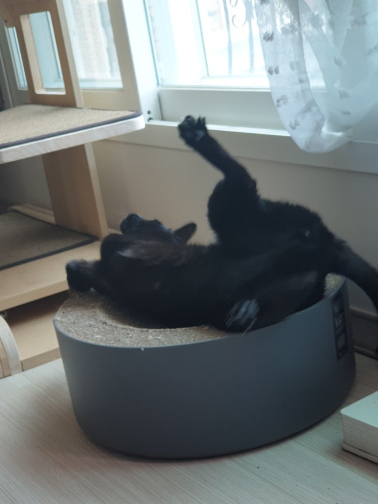  유기농 캣닢 후기