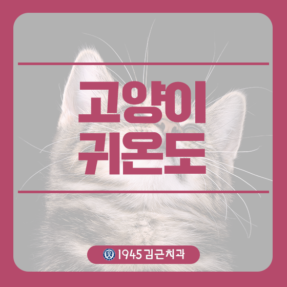  고양이 귀온도 평소보다 온도가 높다면