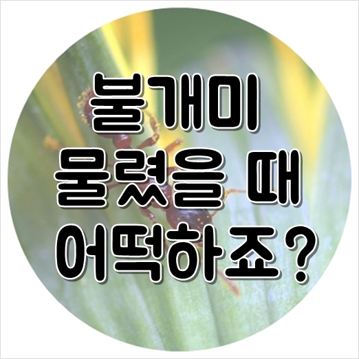  불개미 물렸을때 , 아이가 우는데 어떡하죠?