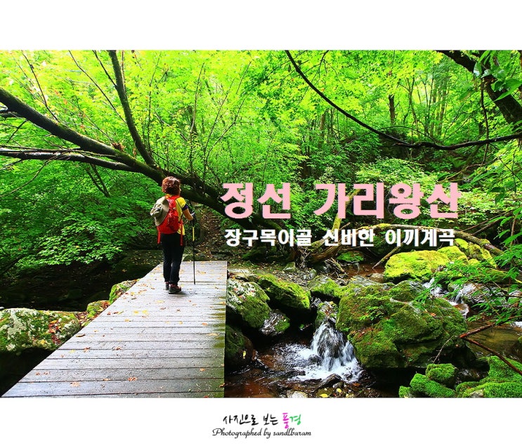  <100대 명산> 정선 가리왕산(1,561m) 등산코스, 장구목이골 이끼계곡, 원시림 풍경속을 걷다...