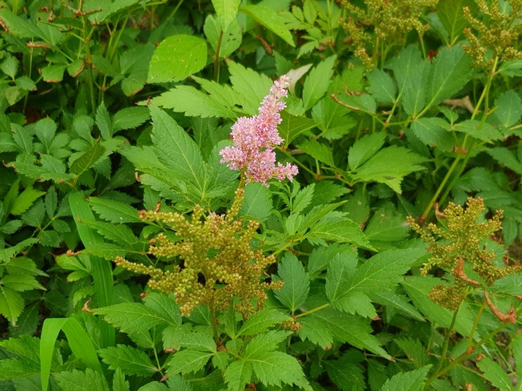  한밭수목원 7월의 꽃들과 열매들 5