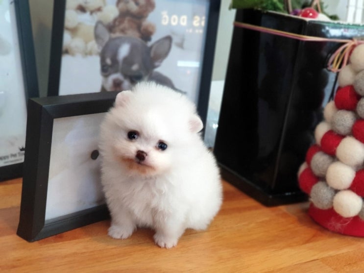  수지강아지분양 건강한 화이트 포메라니안