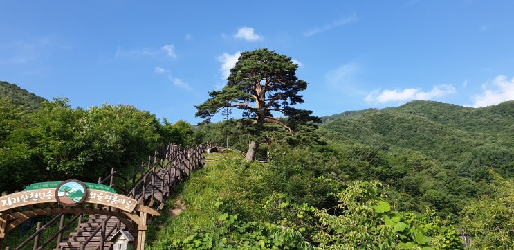 지리산기도 천년송 강남용한점집 대치동 산신도령