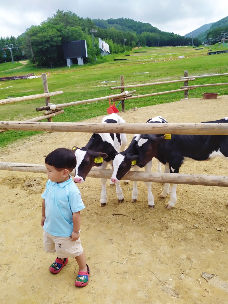  절친 가족여행1박2일) 1일차- 평창 용평리조트 루지 타러 갔다가 ..