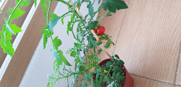  키앤지먹고 토마토나무처럼 쑥쑥 크자