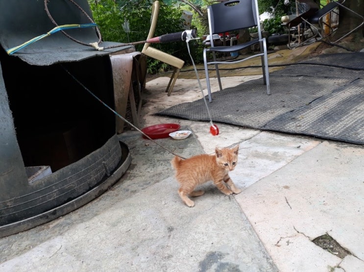  영상일기/2019년07월03일/나대농원고양이재룡,다알리야,접시꽃,백일홍,카씨약초나무5포기,주변에제초작업/도천 최평열