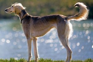  마라타 그레이하운드(Mahratta Greyhound)
