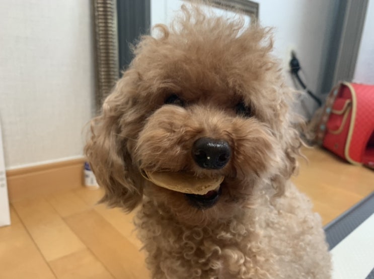  인터파크펫 강아지 몸에 좋은 간식/오래먹는개껌/초록잎홍합