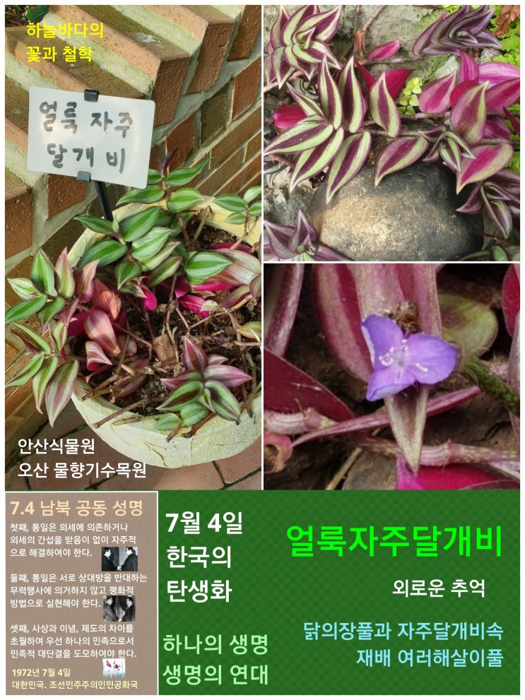  얼룩자주달개비 / 닭의장풀과, 7월 4일 한국의 탄생화