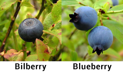  빌베리(Bilberry) 추천 제품들