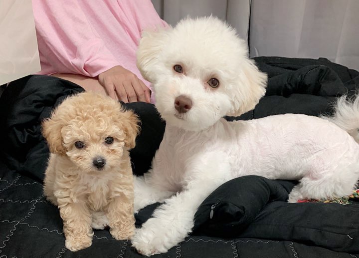  중랑구강아지분양 쿨한강아지(망우동애견분양 중랑구가정견분양)