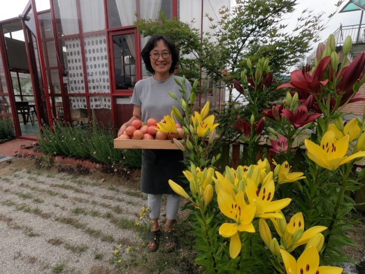  달콤하고 향이 특이한 가평 ‘ 찰익은 토마토’ 출하