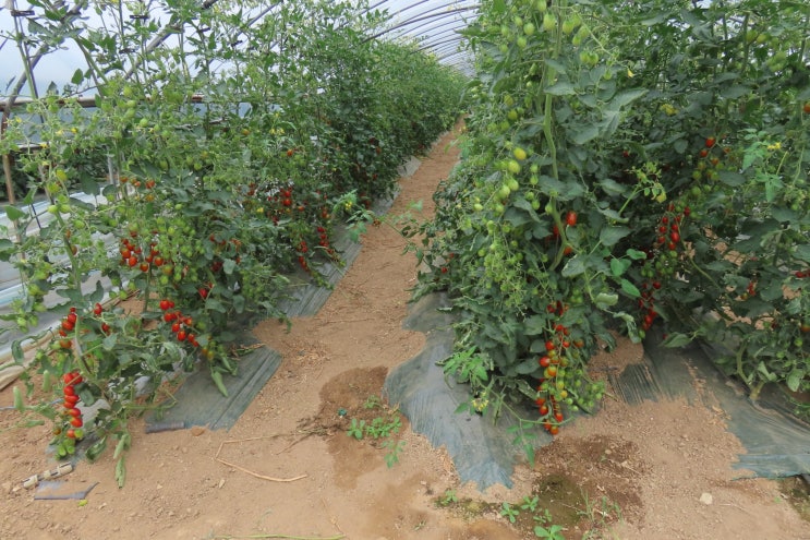  수원 칠보산 야생화와 풍경 _ 덩굴박주가리, 꼬리조팝나무, 좁쌀풀 등을 만나다
