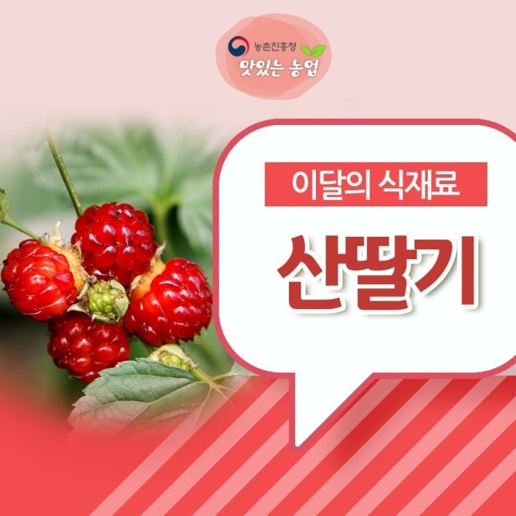  이달의 식재료 산딸기의 효능 및 요리법