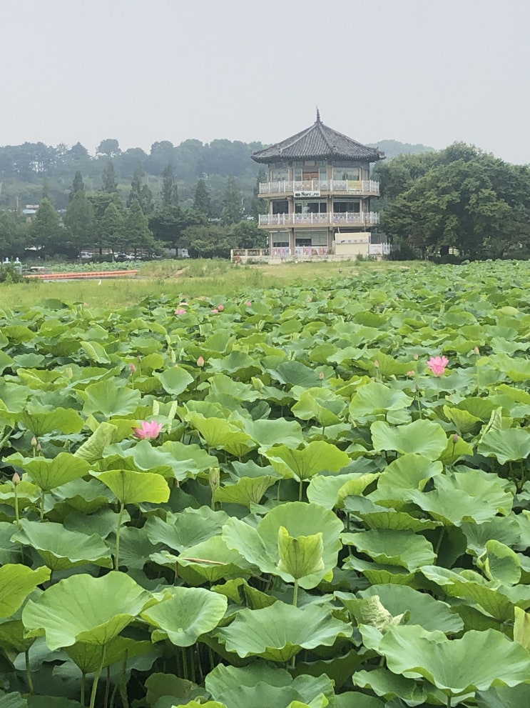 [국내여행/전주여행] 전주 덕진공원/전주 고궁/경기전