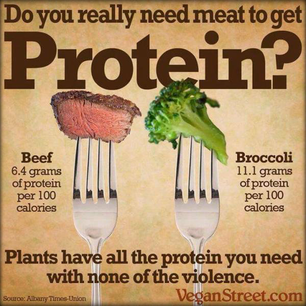 근육 키우려면 꼭 고기를 먹어야 하나? 단백질에 관한 잘못된 미신