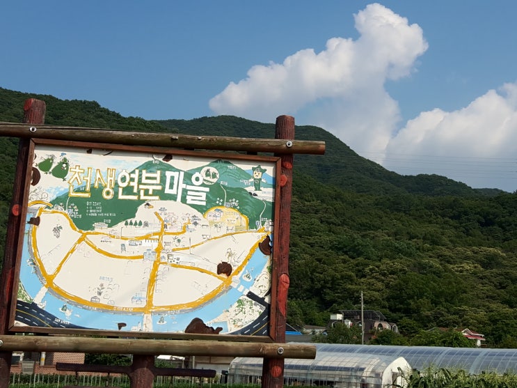  천생연분 마을의 연꽃