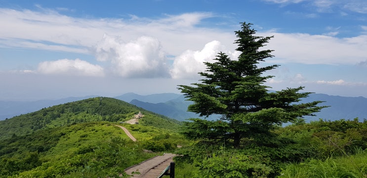  [구례 여행]7월의 지리산 노고단과 푸른 하늘 그리고 눈을 감고 걷는 길에 만나는 야생화