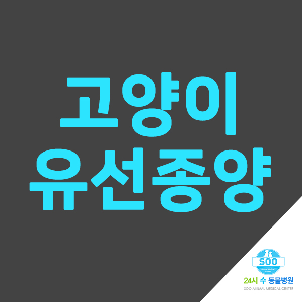  고양이 유선종양 자세히 알아봐요