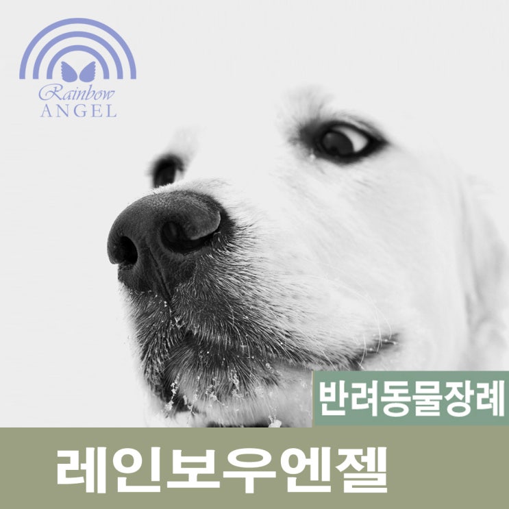  반려동물장례식장[레인보우엔젤] 개화장 개장례식장의 올바른 선택 방법은?